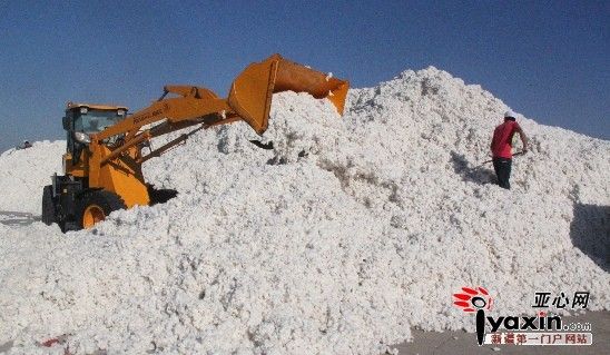 沙湾县喜收新棉 银浪翻滚话丰收，棉企开秤收购忙