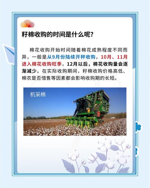 棉花收购加工全流程详解 小白必看指南