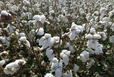 新疆棉花采摘推迟与收购价走低 市场波动下的棉农困境与产业思考