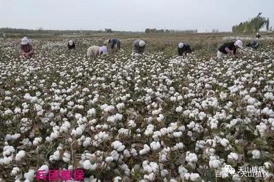 籽棉价格波动分析及棉花收购策略建议