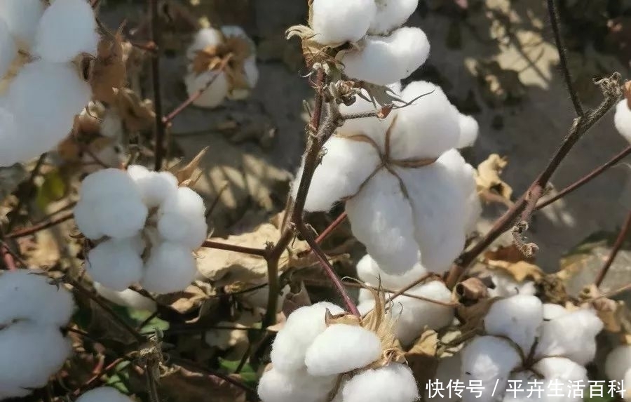 棉市方向不明 七师与银力调整收购方案的影响分析